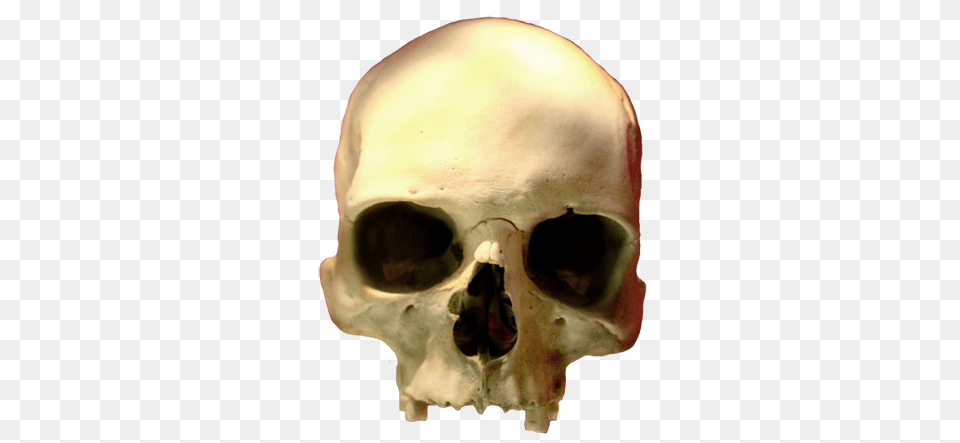 Skeleton Head Transparent Skeleton Head, Animal, Mammal, Pig, Person Free Png Download