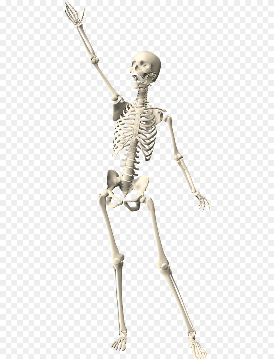 Skeleton Human Anatomy Photo Skeleton Arms Up, Adult, Female, Person, Woman Free Png