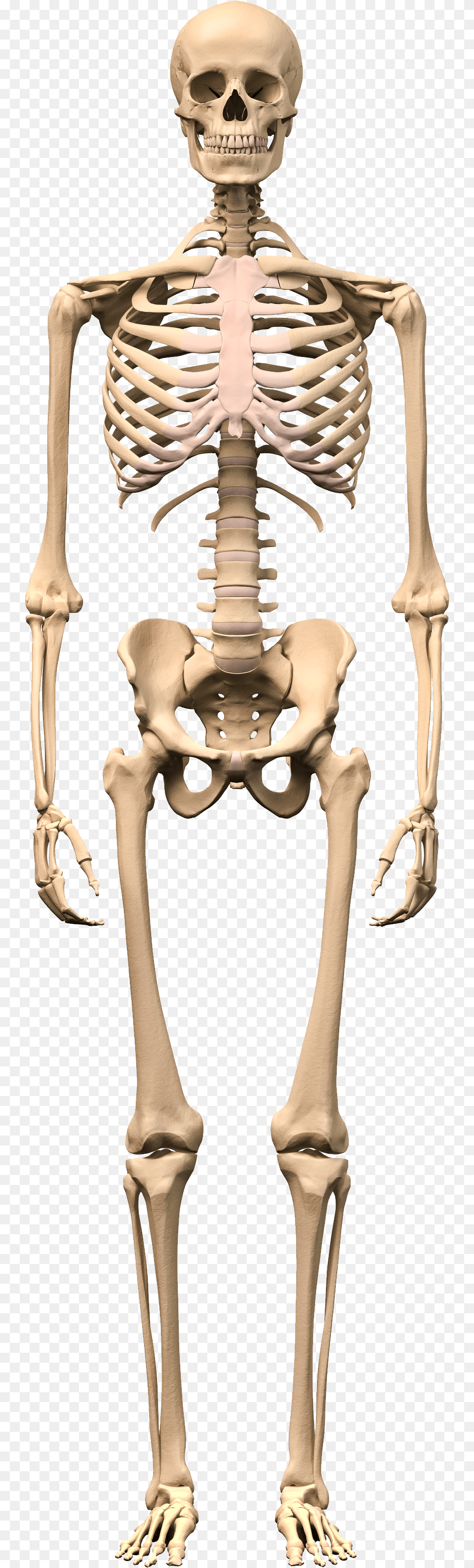Skeleton Human Skeleton Images Hd, Person, Face, Head Png