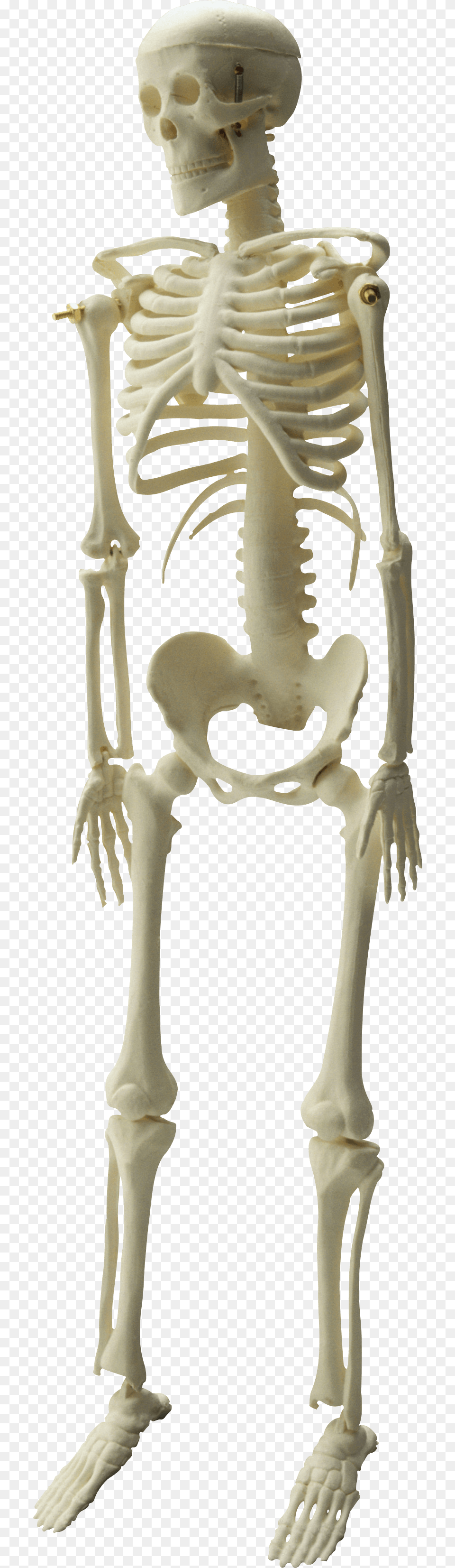 Skeleton Image, Person, Head Free Png Download