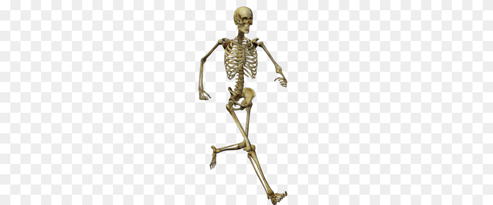 Skeleton Image, Adult, Male, Man, Person Free Transparent Png