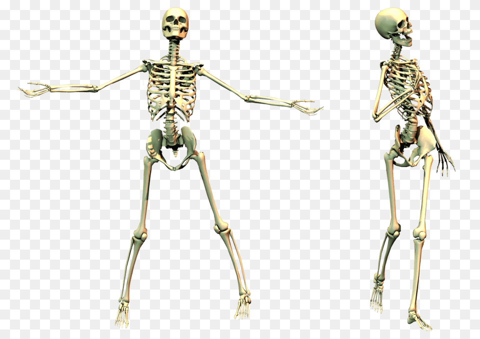 Skeleton Image, Person, Animal, Food, Invertebrate Png