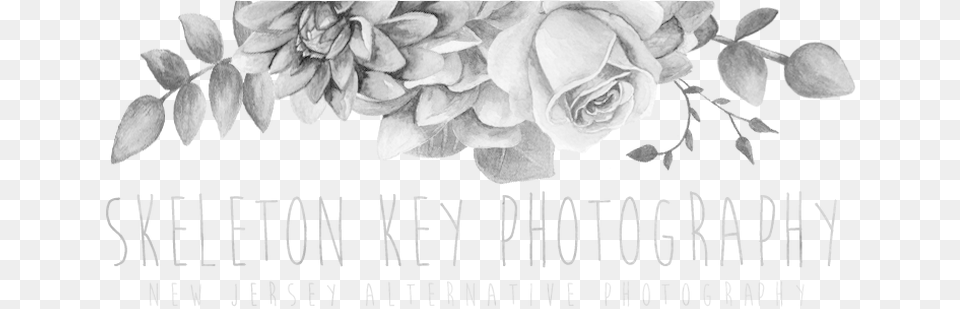Skeleton Key Photography Garden Roses, Flower, Petal, Plant, Rose Free Png