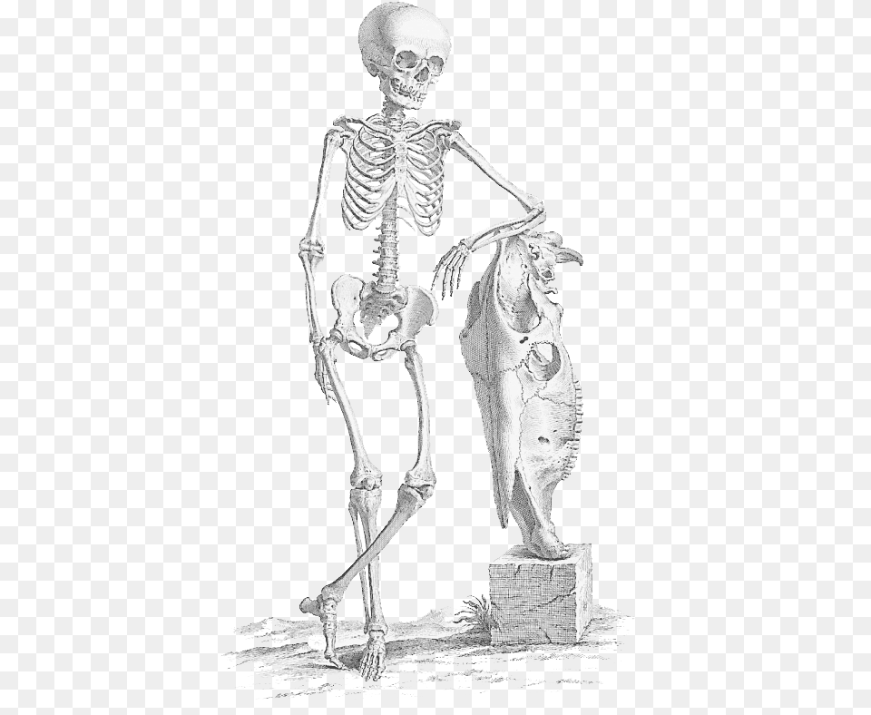 Skeleton Leaning, Person Png Image