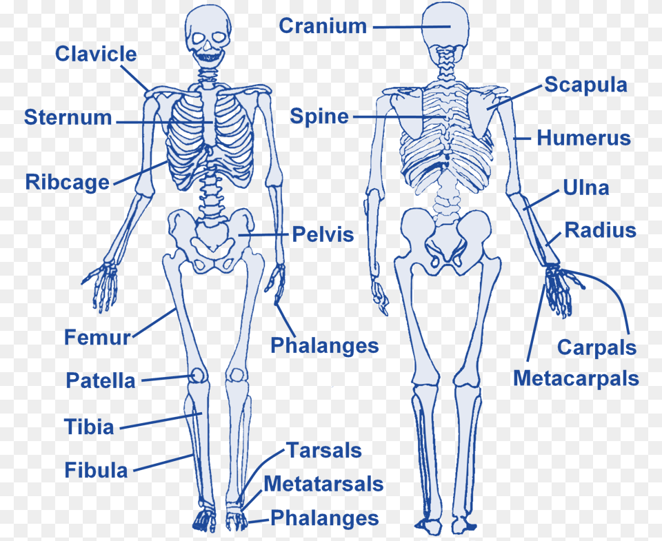 Skeleton Level, Adult, Male, Man, Person Free Png