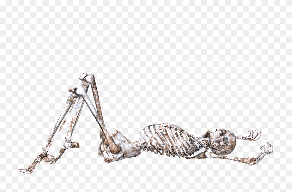 Skeleton Lying On Back, Animal, Insect, Invertebrate Free Png Download