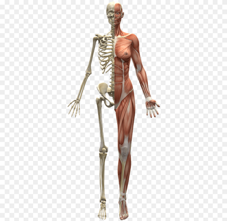 Skeleton Muscles, Adult, Male, Man, Person Png Image