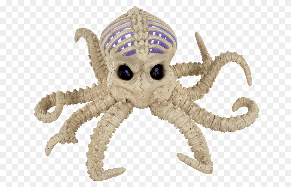 Skeleton Of A Octopus, Animal, Insect, Invertebrate, Sea Life Png Image