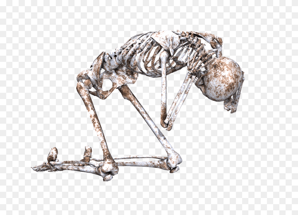 Skeleton On Its Knees, Animal, Dinosaur, Reptile Png Image