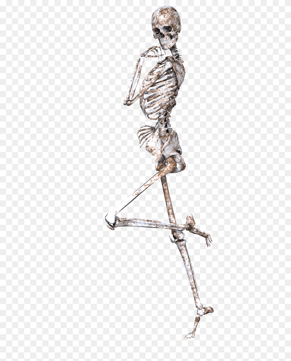 Skeleton On One Leg, Animal, Invertebrate, Spider Free Png