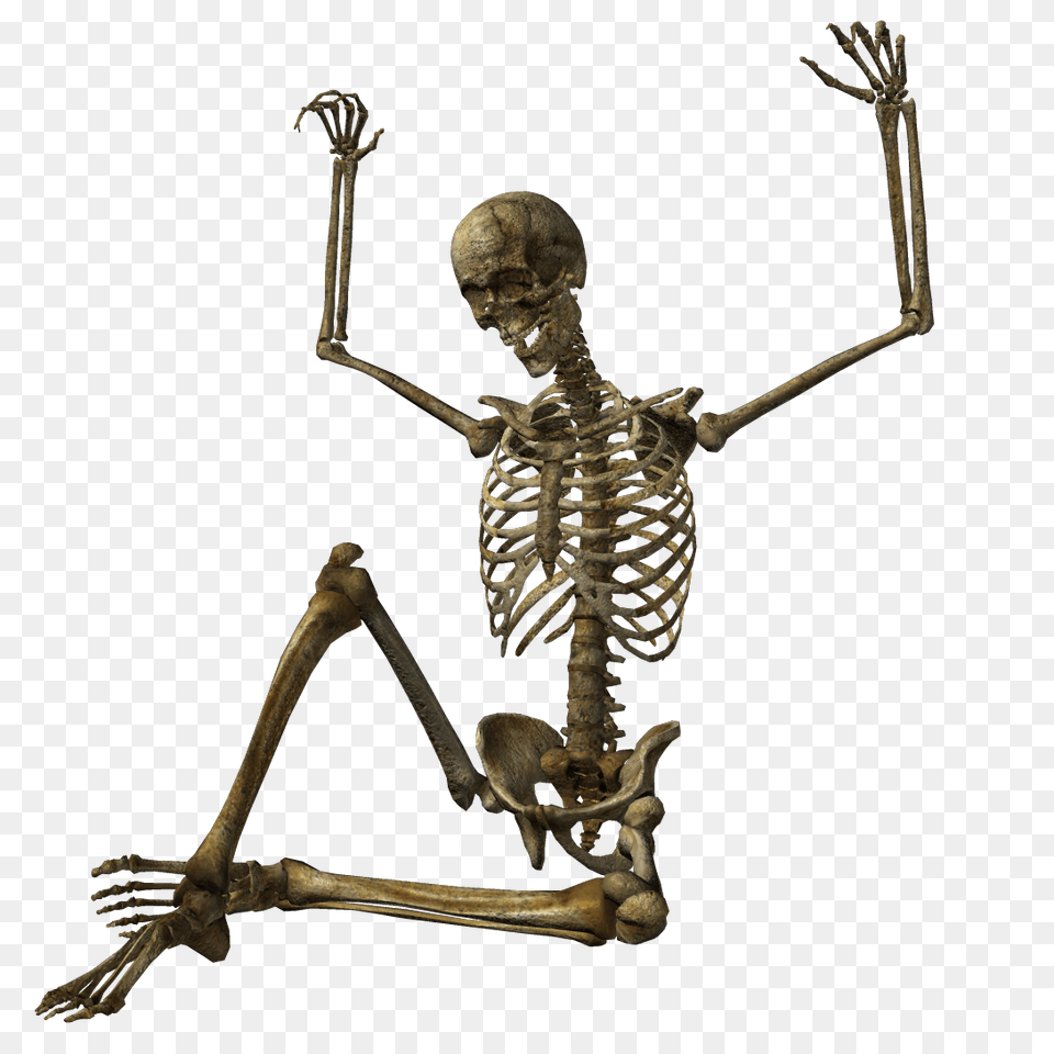 Skeleton Pictures, Adult, Male, Man, Person Png