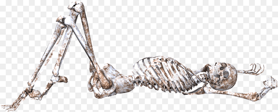 Skeleton Pose Skull Bones 3d Lying Down Skeleton Laying Down, Animal, Insect, Invertebrate Free Png