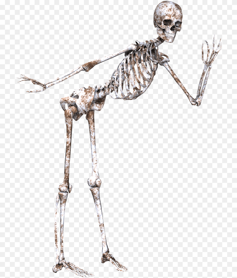 Skeleton Posing Bone, Person, Head, Face Png Image