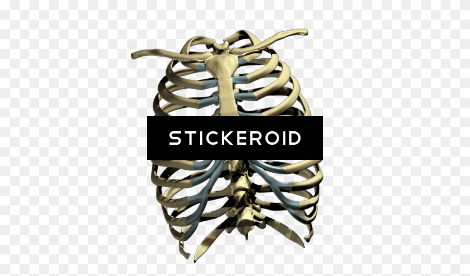 Skeleton Ribs Cage Transparent Cartoons Human Rib Cage Free Png Download