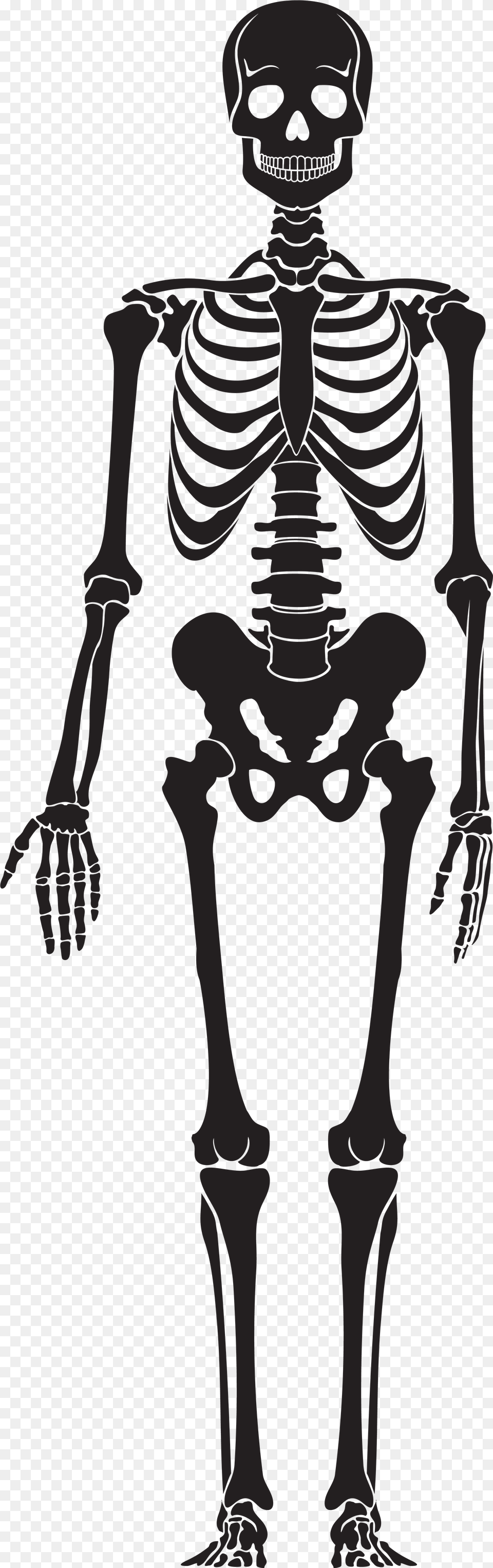 Skeleton Silhouette Transparent, Person, Face, Head Free Png