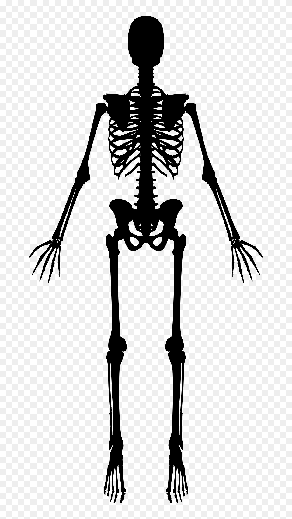 Skeleton Silouette, Person Png Image