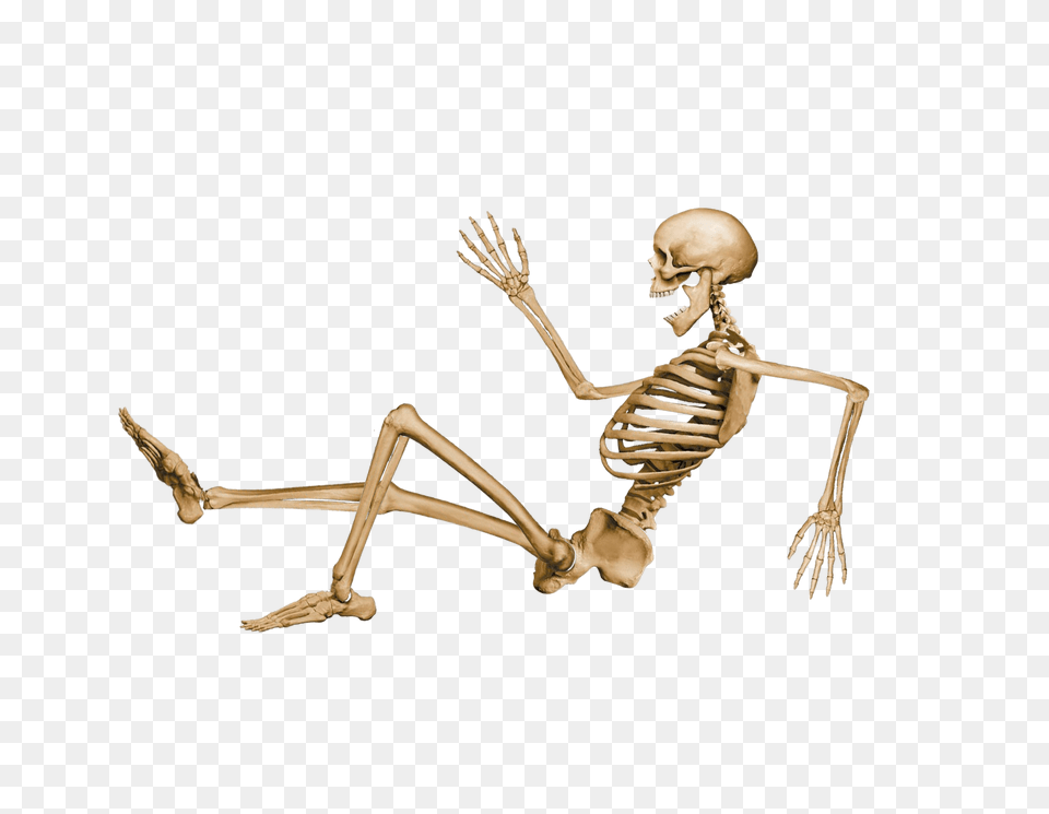 Skeleton Sitting, Animal, Insect, Invertebrate Free Png Download