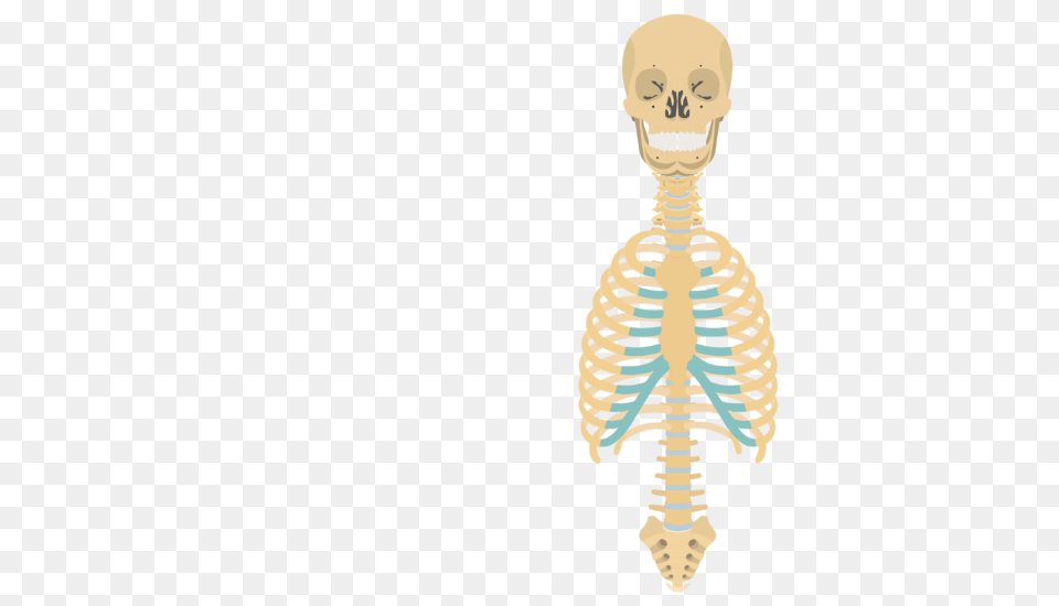 Skeleton Skeletal System Overview, Face, Head, Person, Baby Free Png Download