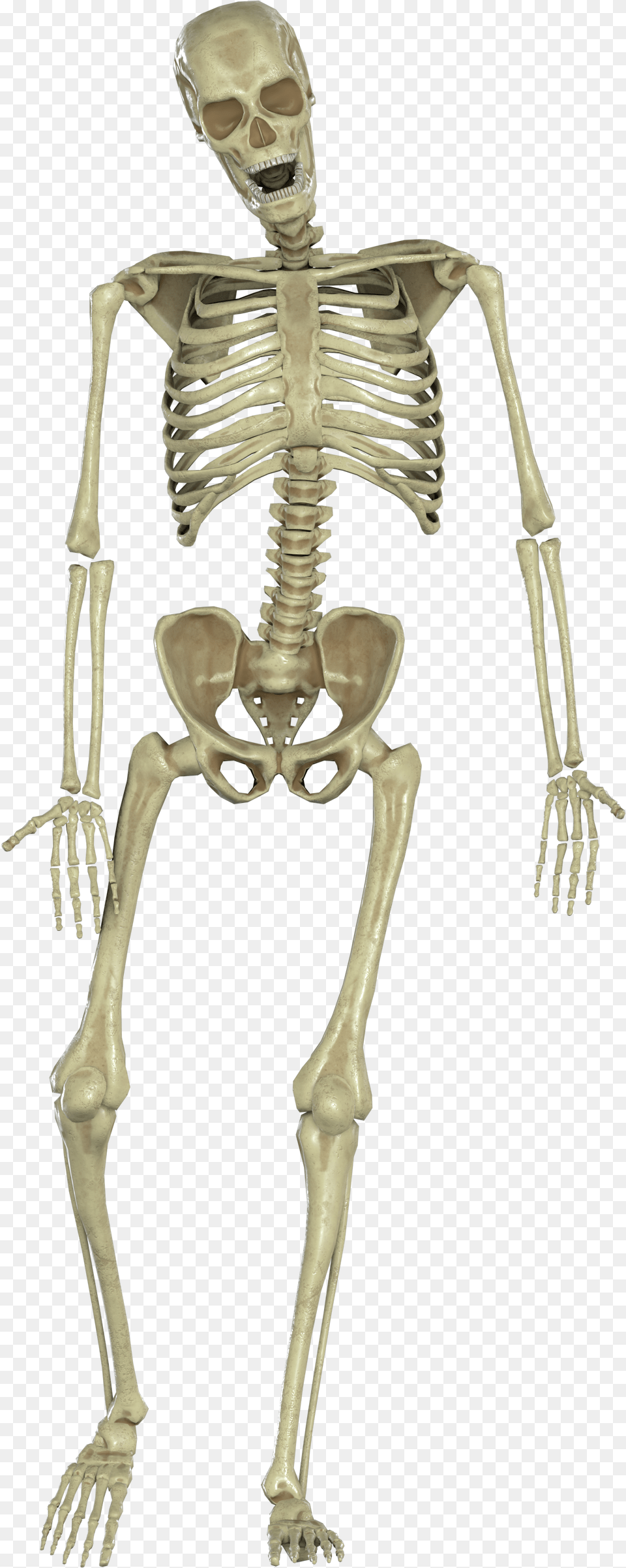 Skeleton Skeleton, Person, Face, Head Png