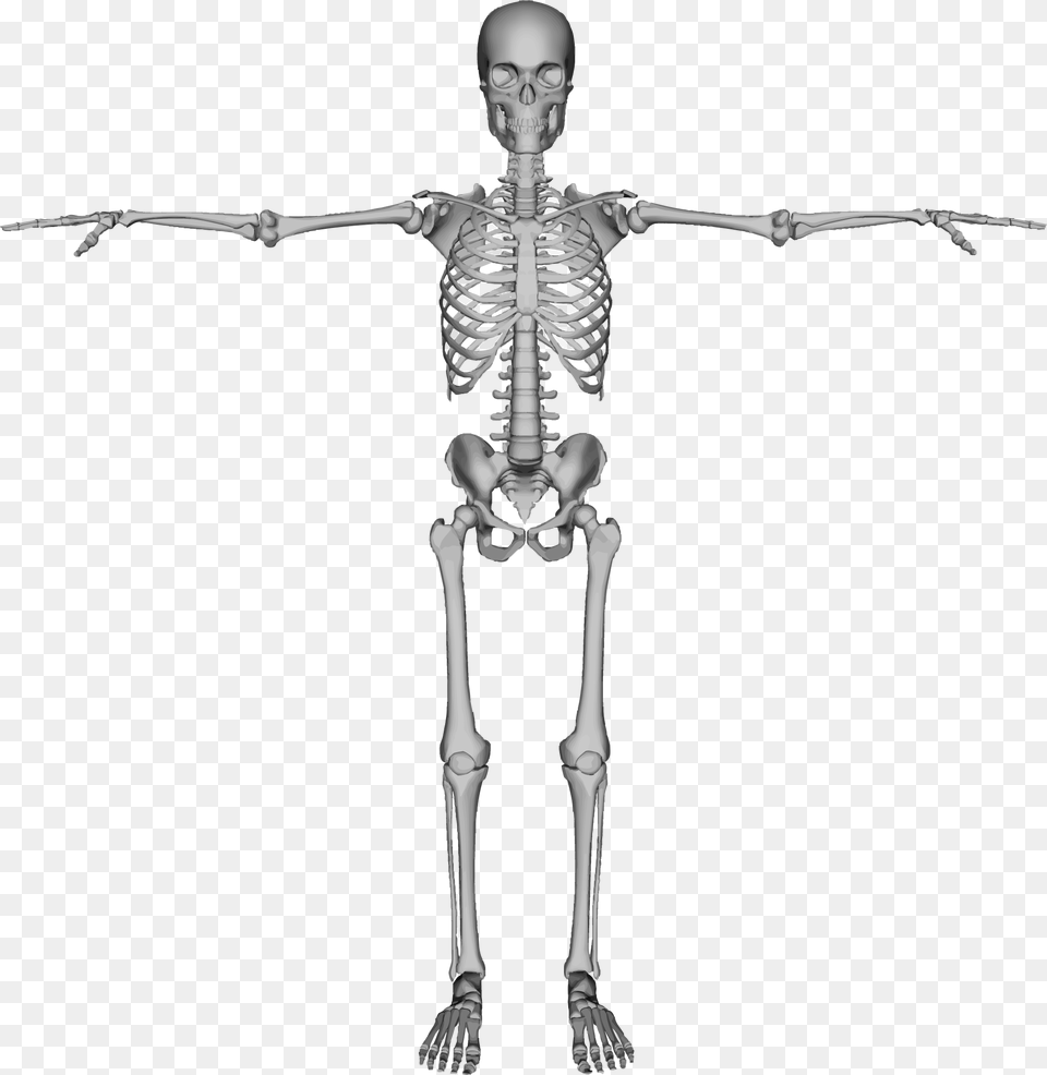 Skeleton Skeleton Back, Person, Face, Head Png Image