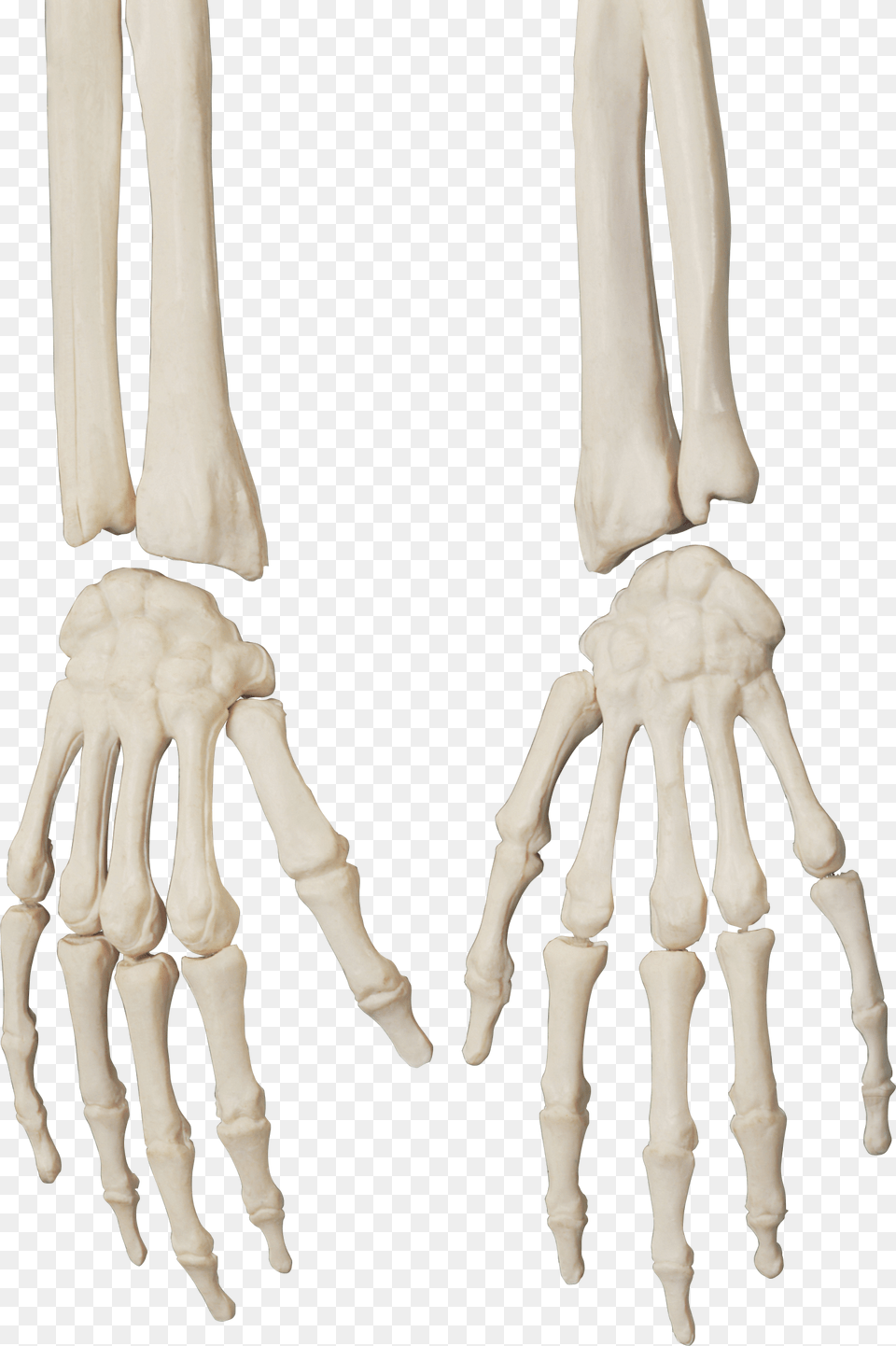 Skeleton Skeleton Hand, Baby, Person, Electronics, Hardware Free Png Download