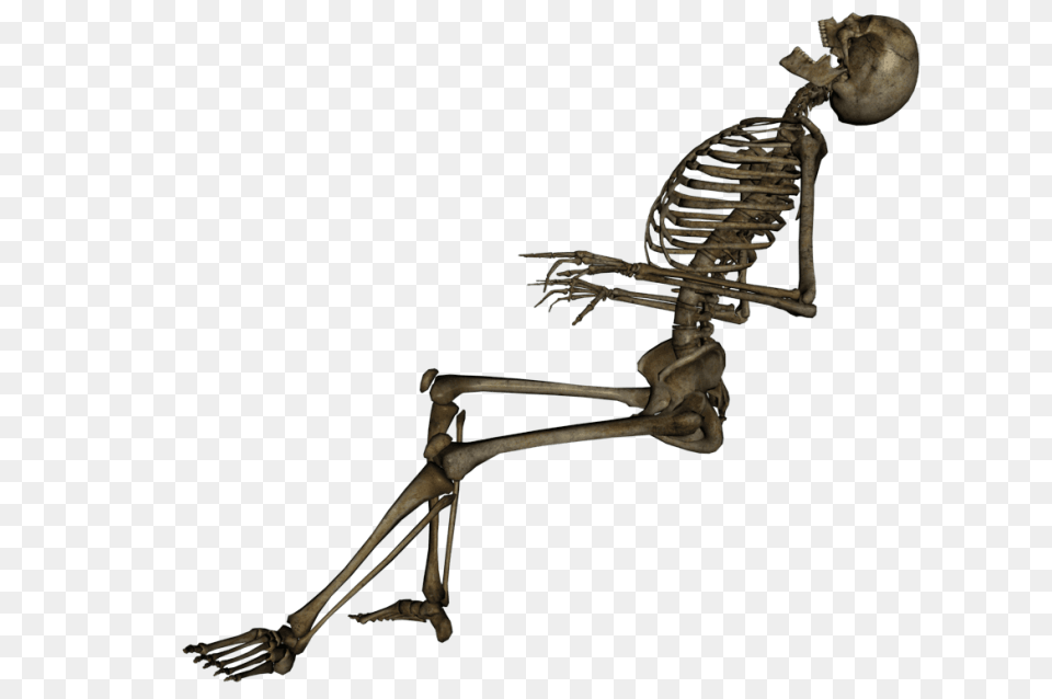 Skeleton Skull, Animal, Bird Png Image