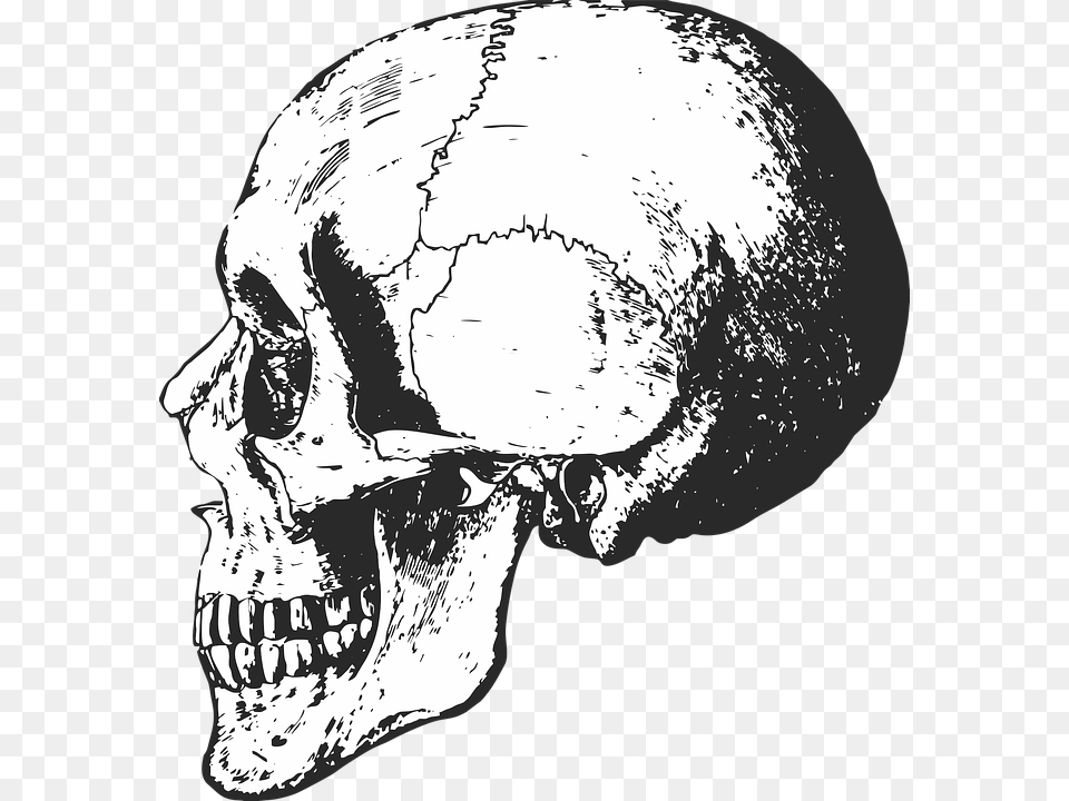 Skeleton Skull Bones Halloween Dead Horror Death Black And White Skeleton Skull, Person, Art, Drawing, Face Png Image