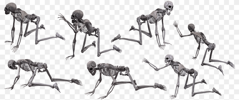 Skeleton Skull Halloween Human Isolated Scary Human Skeleton Crawling, Baby, Person, Animal, Dinosaur Png