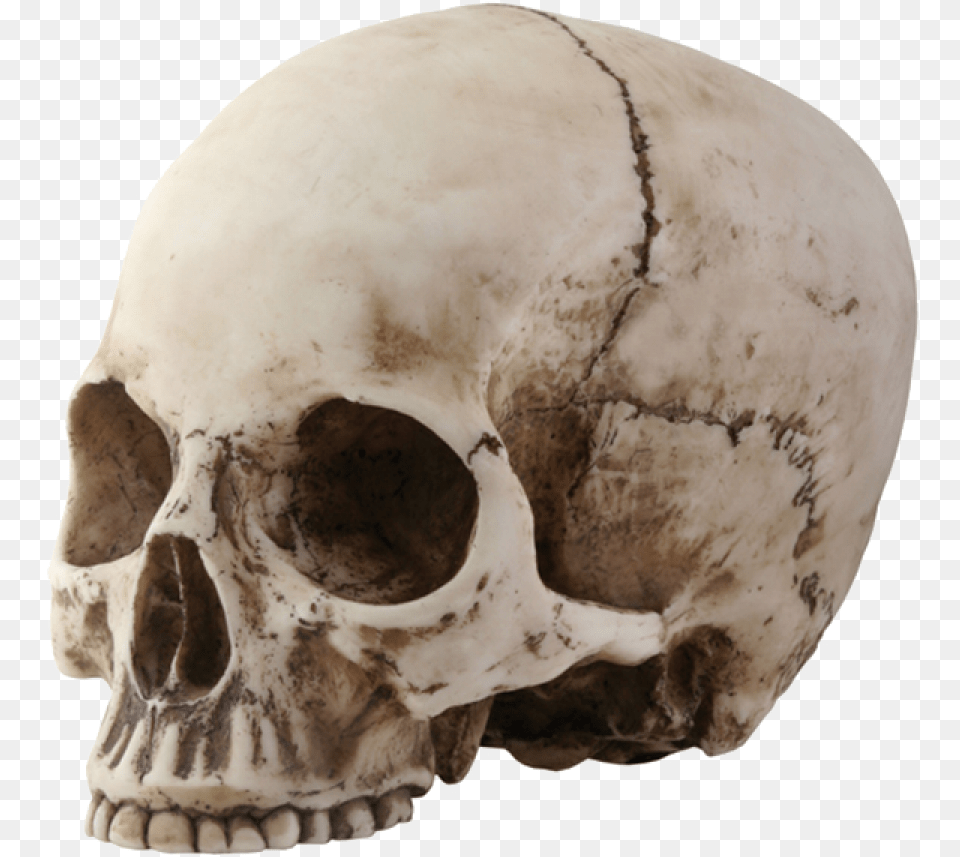 Skeleton Skull Skull With No Jaw, Head, Person Png Image