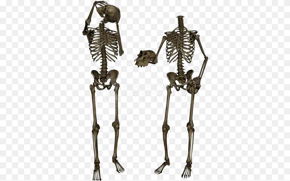 Skeleton Skull Images Transparent Background Picsart Hd, Adult, Male, Man, Person Free Png Download