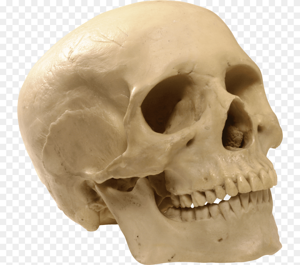 Skeleton Skull Images Transparent Model Of A Skull Puzzle, Head, Person, Face Free Png Download