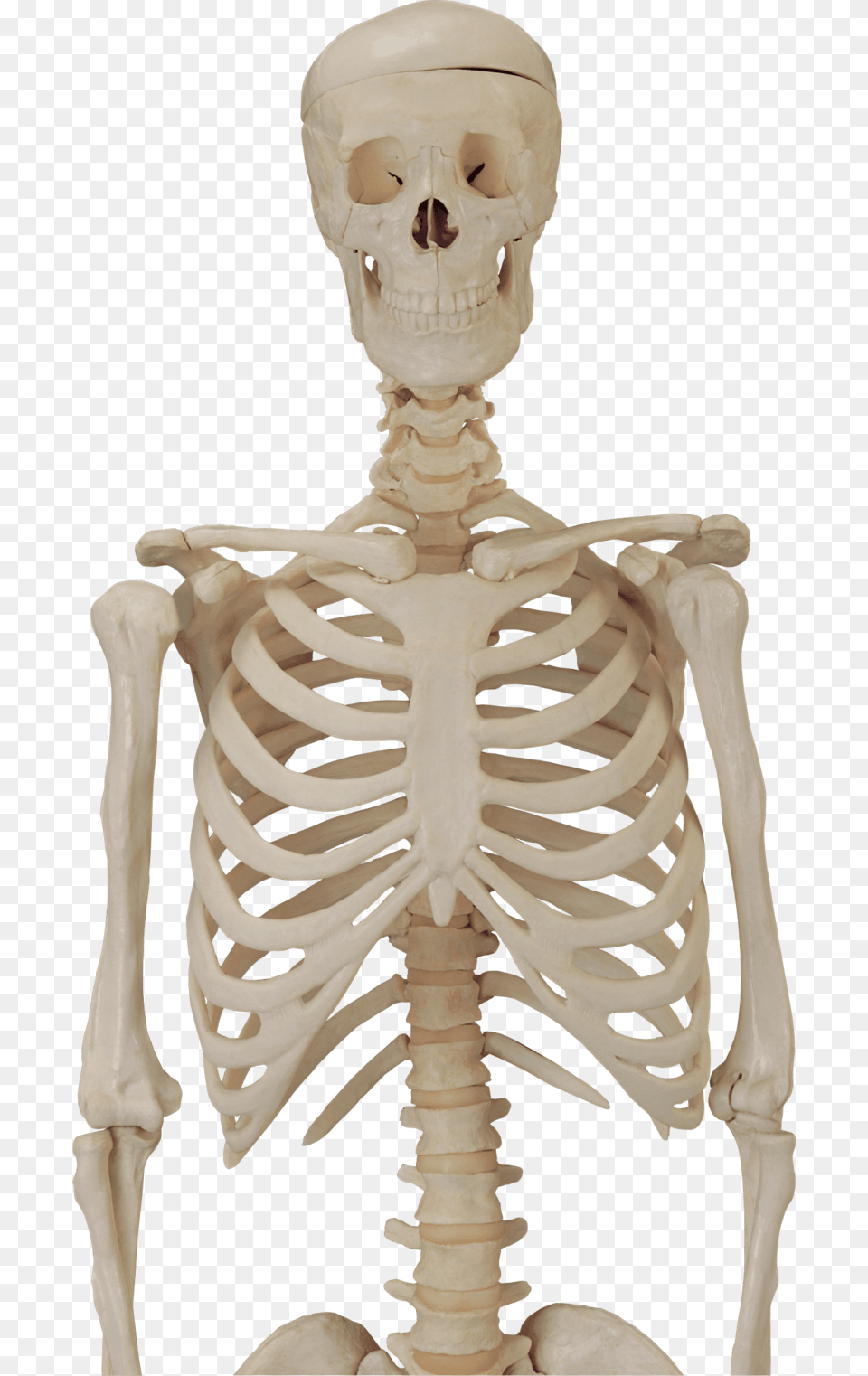 Skeleton Skull Skeleton Body Background, Baby, Person, Face, Head Free Transparent Png