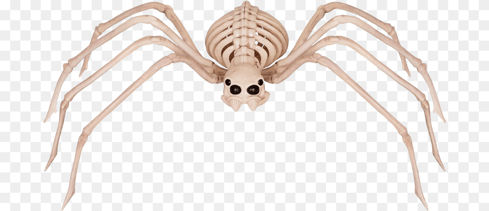 Skeleton Spider Halloween Alley Spider Skeleton Halloween Decoration, Animal, Insect, Invertebrate Free Transparent Png