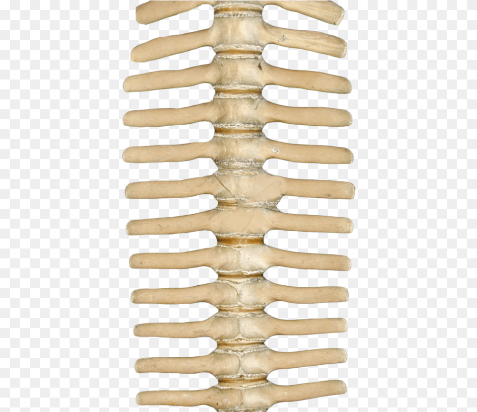 Skeleton Spine, Adult, Bride, Female, Person Free Png