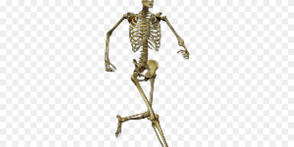 Skeleton Transparent, Person Free Png