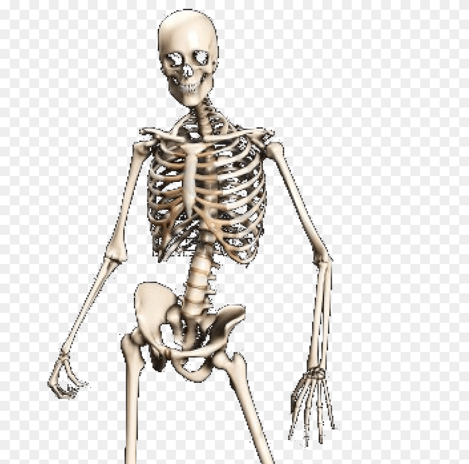 Skeleton Transparent, Adult, Male, Man, Person Free Png Download