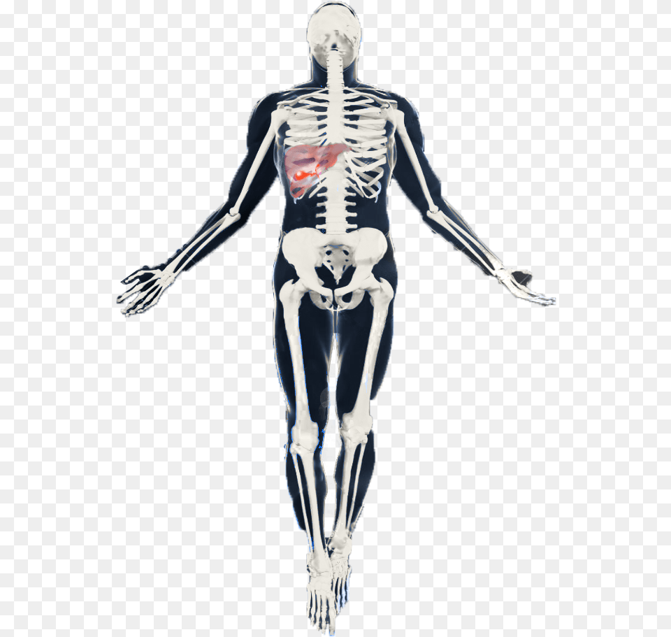 Skeleton Transparent Cartoons Skeleton, Adult, Female, Person, Woman Png Image