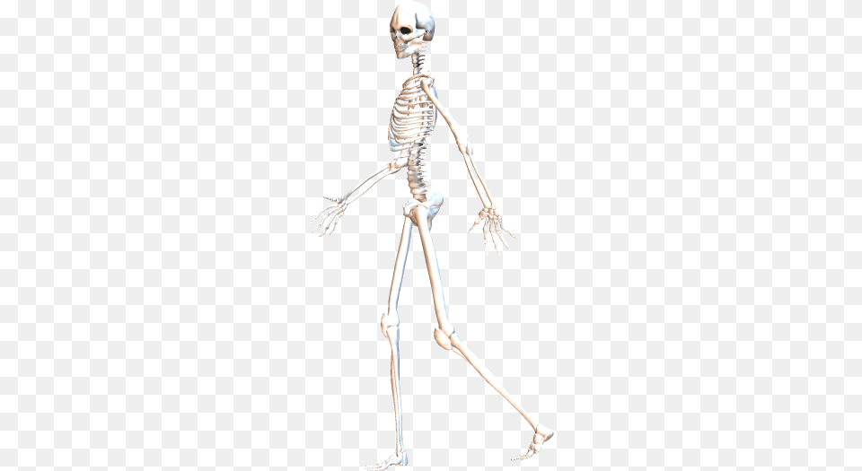 Skeleton Walking 6 Skeleton Walking Gif, Adult, Female, Person, Woman Png Image