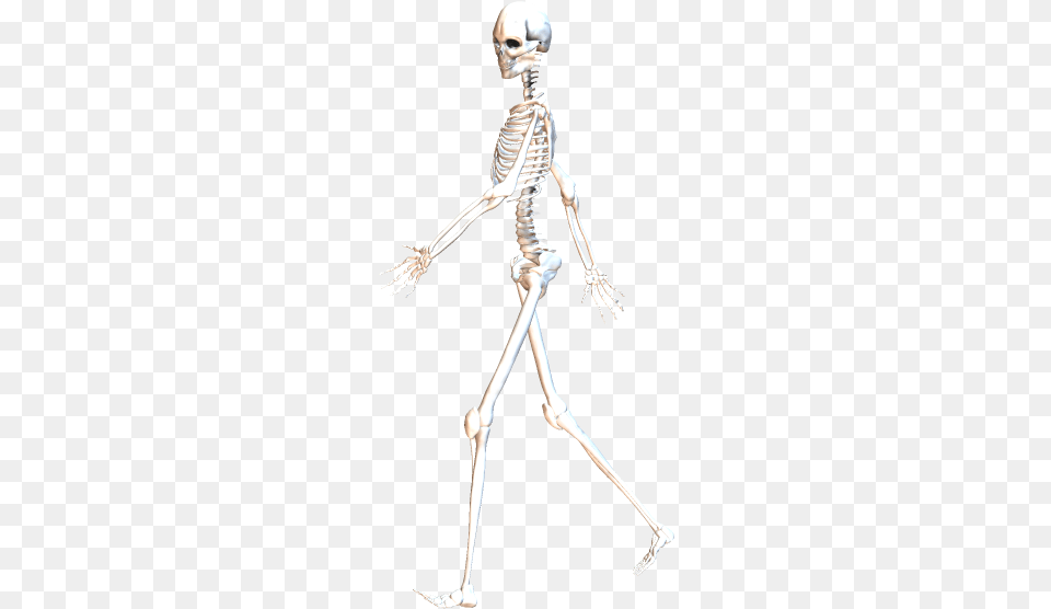 Skeleton Walking 7 Skeleton, Adult, Female, Person, Woman Free Png