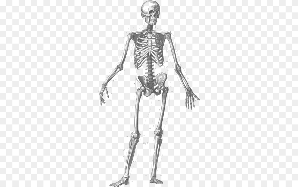 Skeletonfigure Drawinghuman Many Bones In Human Body, Adult, Bride, Female, Person Free Transparent Png
