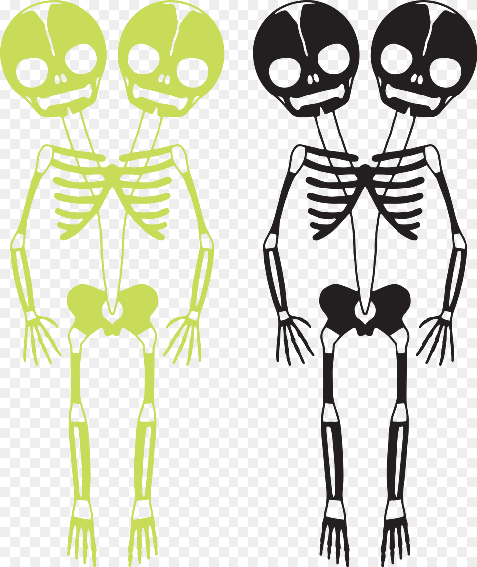 Skeletons, Person, Skeleton, Adult, Female Free Transparent Png