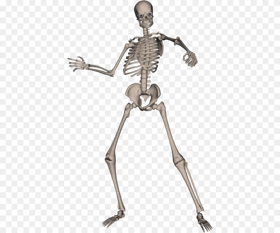 Skeletons, Adult, Male, Man, Person Png
