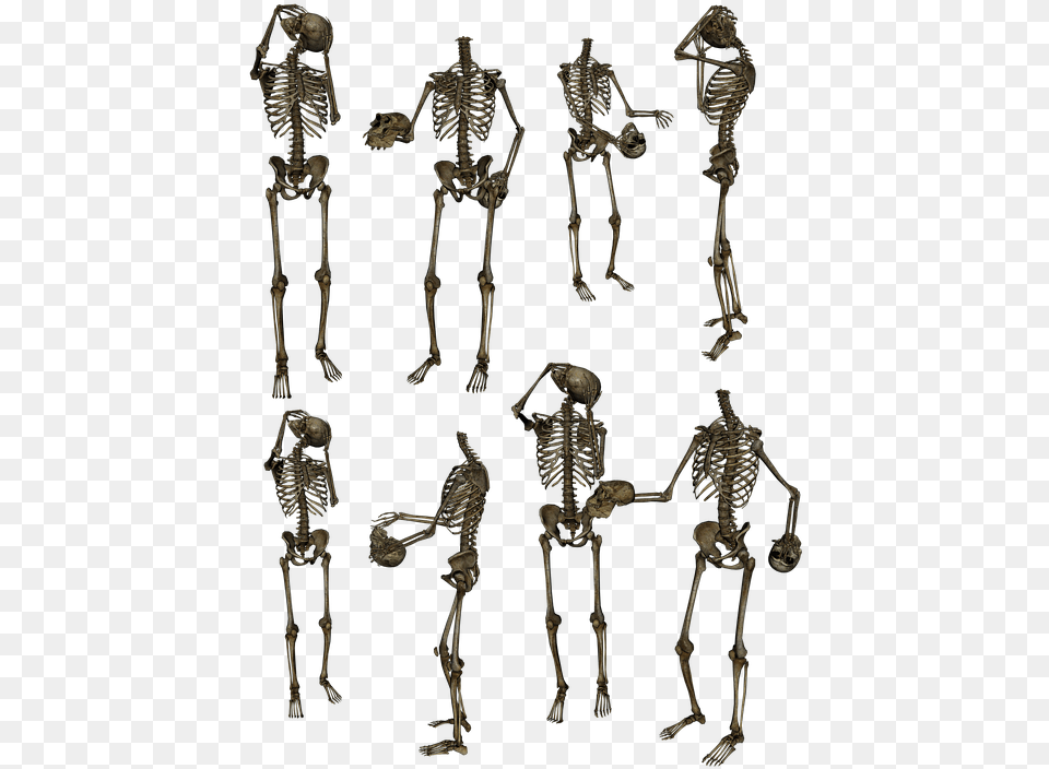 Skeletons Bones Skull Funny Humor Human Skeletons, Skeleton, Person, Wedding, Adult Free Png Download
