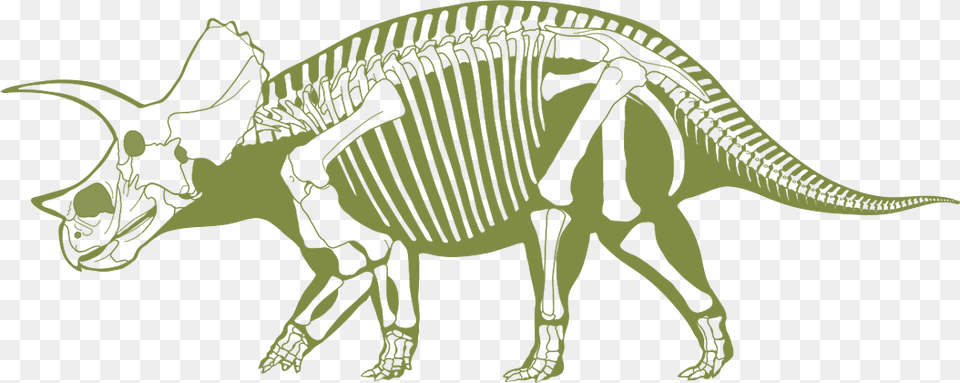 Skeliton Clipart Triceratops Transparent Dino Fossil Clip Art, Animal, Dinosaur, Reptile Png Image