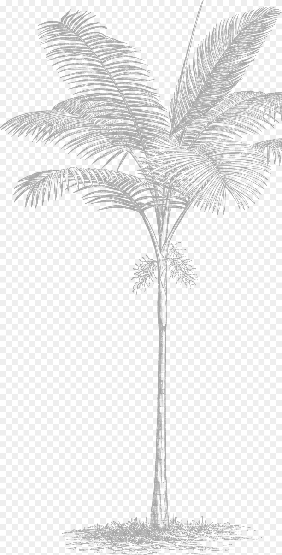 Sketch, Plant, Black Png Image