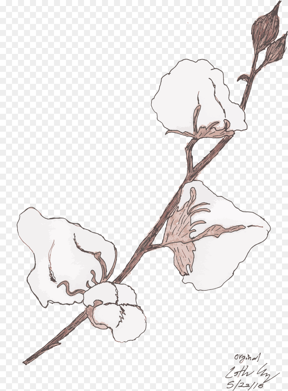 Sketch, Flower, Plant, Art Free Png