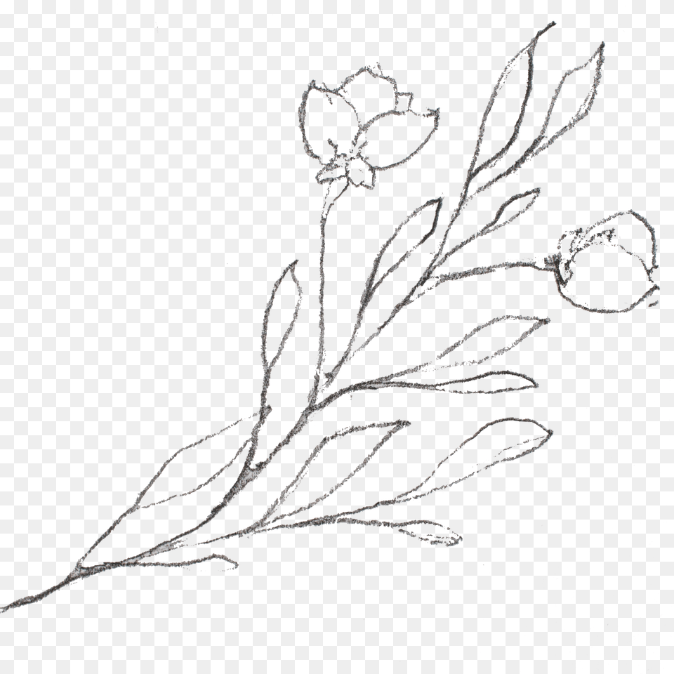Sketch, Grass, Plant, Pattern, Art Free Png Download