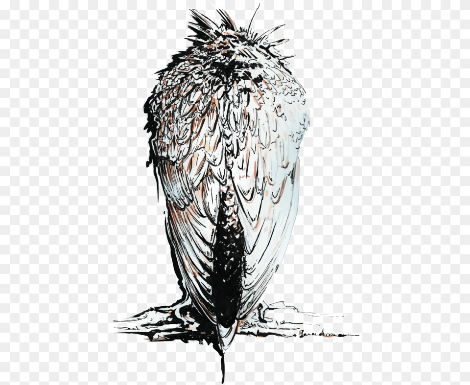 Sketch, Animal, Bird, Vulture, Art Png