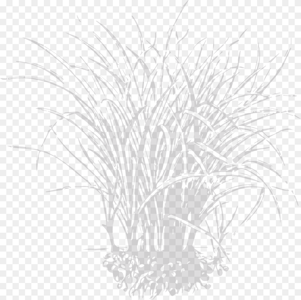 Sketch, Plant, Art, Book, Comics Free Png