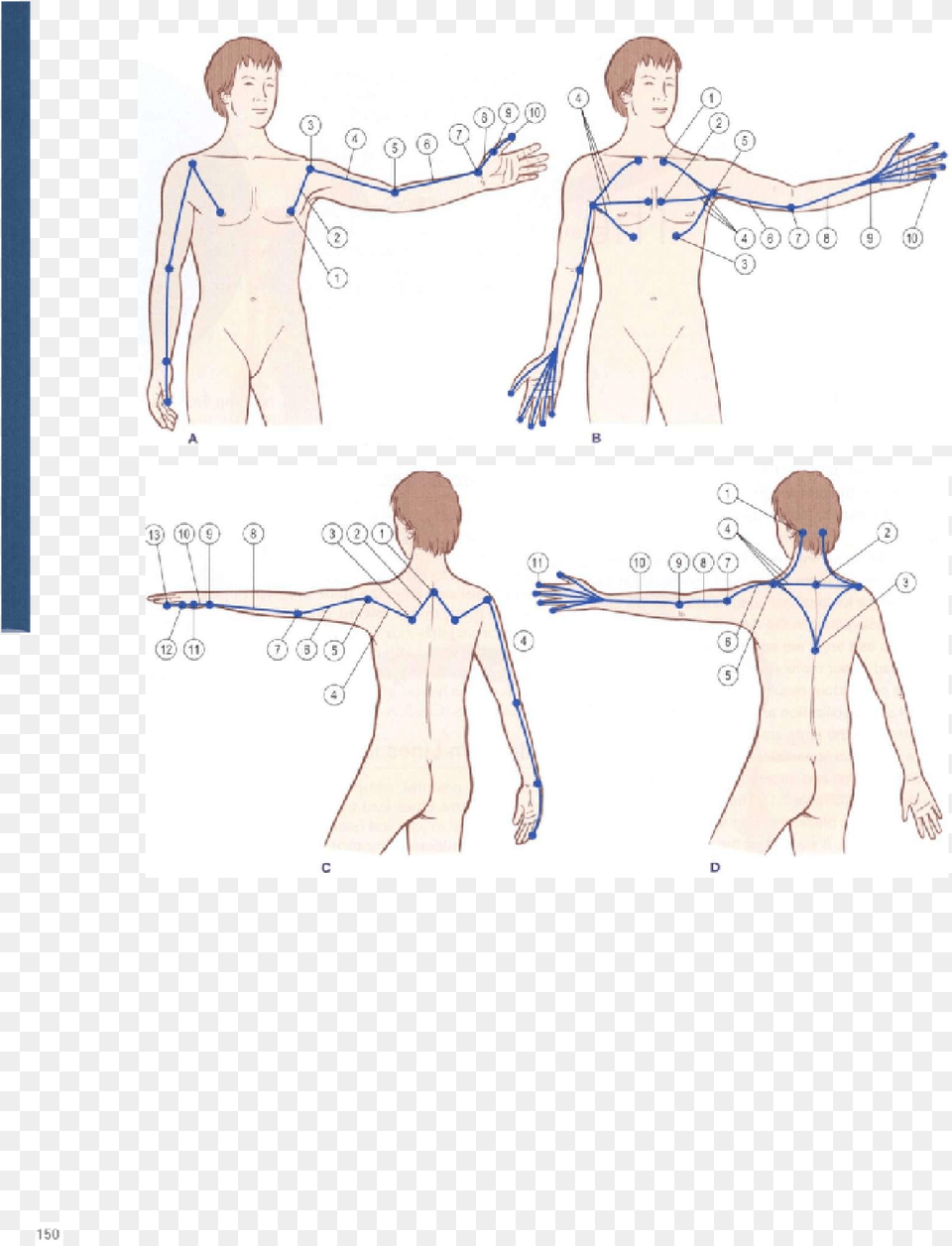 Sketch, Chart, Measurements, Plot, Person Free Transparent Png